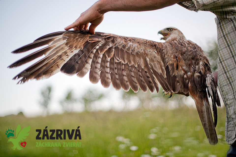 Záchranná stanica Zázrivá